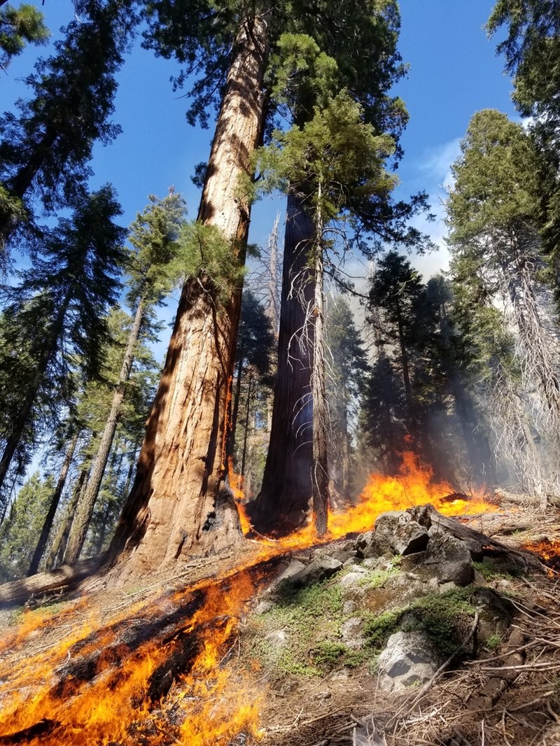 Giant Sequoia photo 2