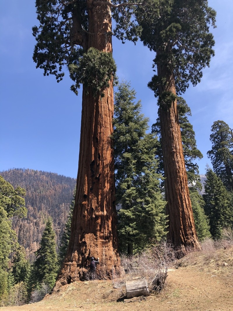Giant Sequoia photo 3
