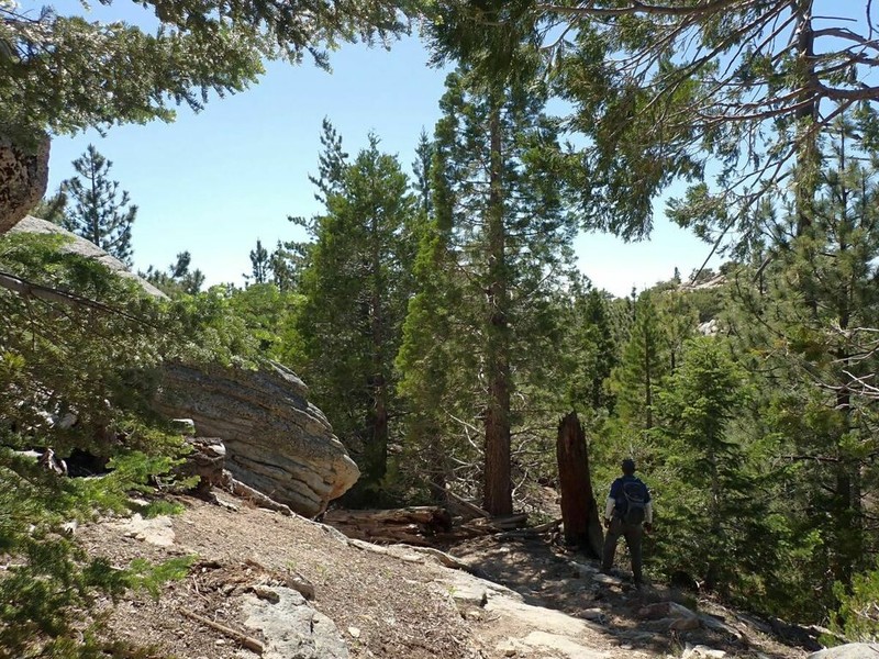 Giant Sequoia photo 4