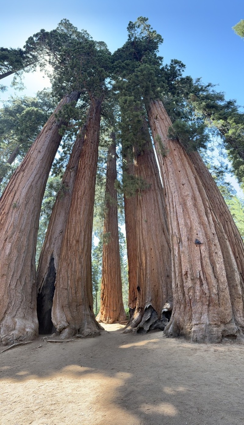 Giant Sequoia photo 5