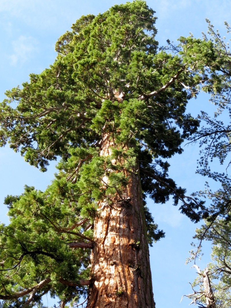 Giant Sequoia photo 6