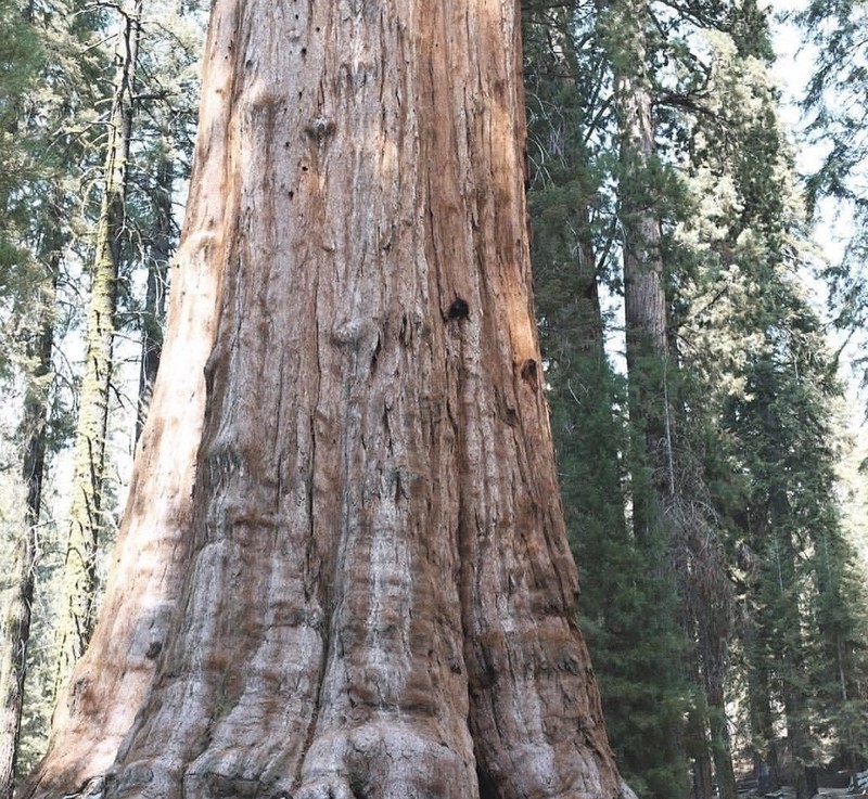 Giant Sequoia photo 7