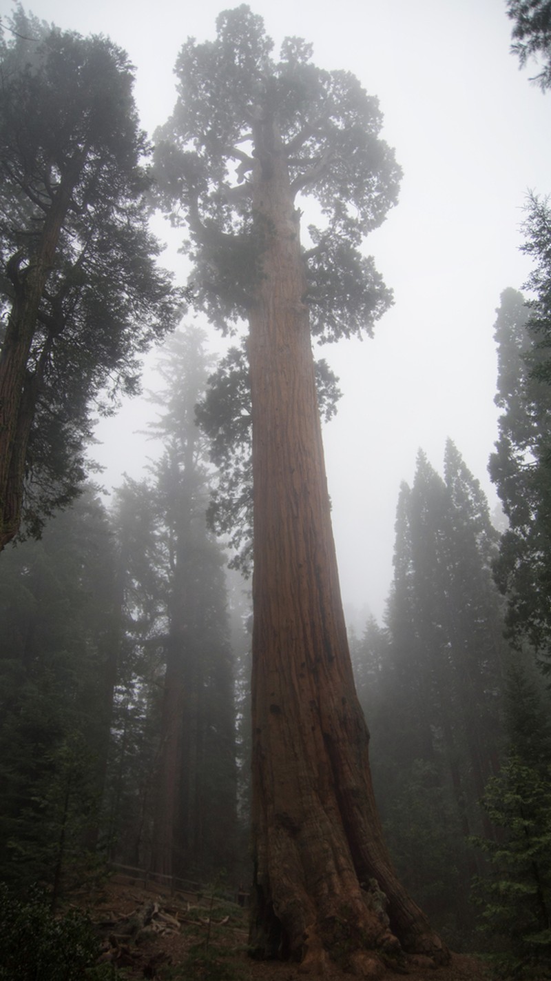 Giant Sequoia photo 8
