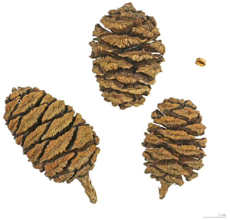 Giant Sequoia photo 5
