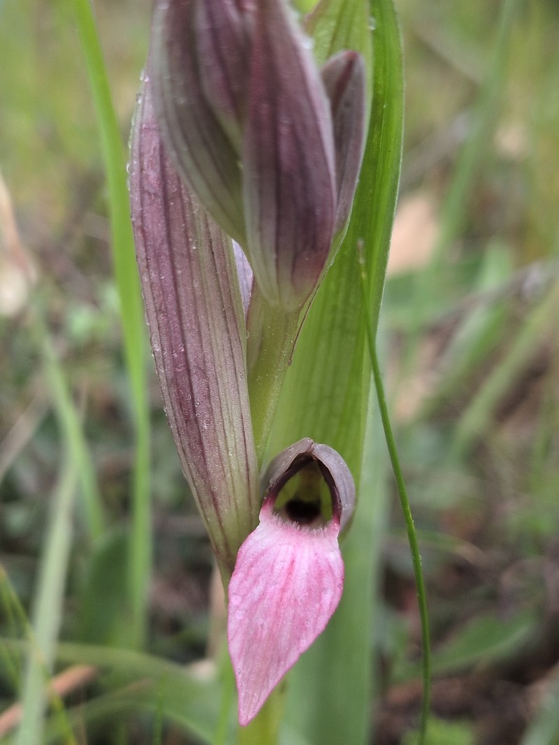 Serapias lingua subsp. lingua