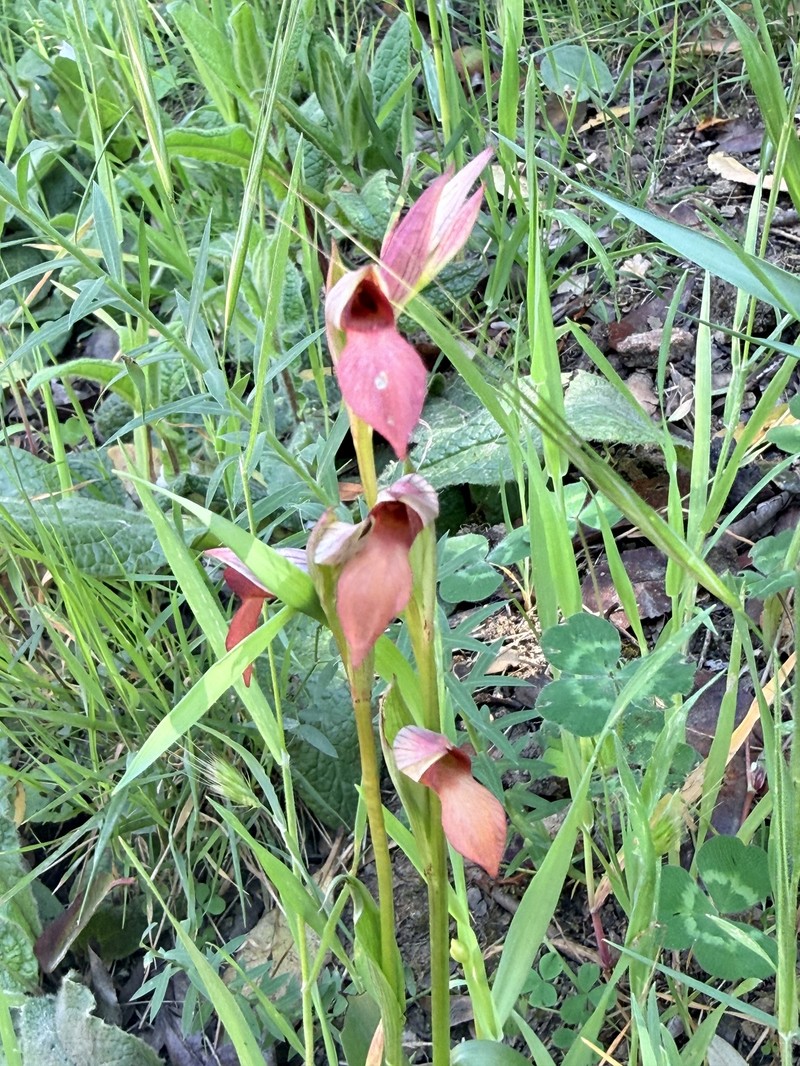 Serapias lingua subsp. lingua photo 2