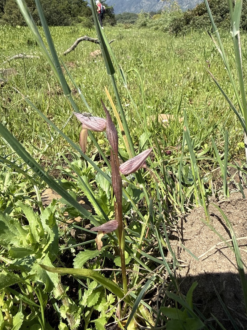Serapias lingua subsp. lingua photo 3