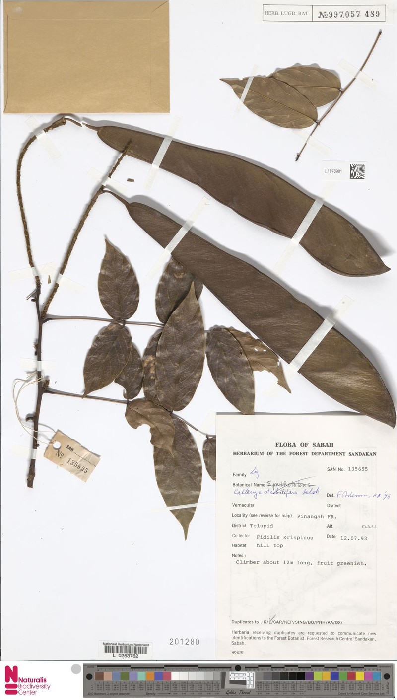 Serawaia strobilifera