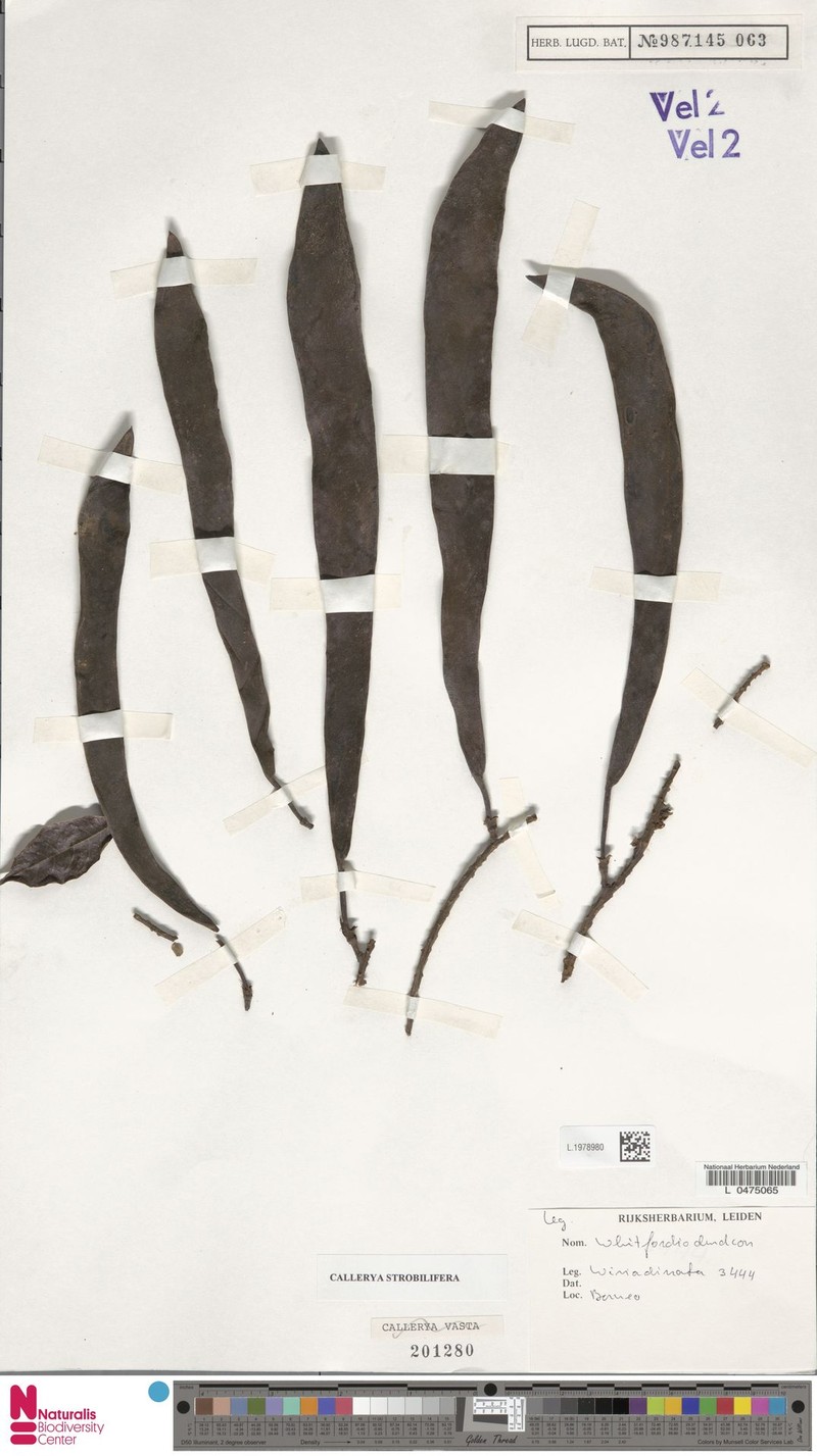 Serawaia strobilifera photo 2