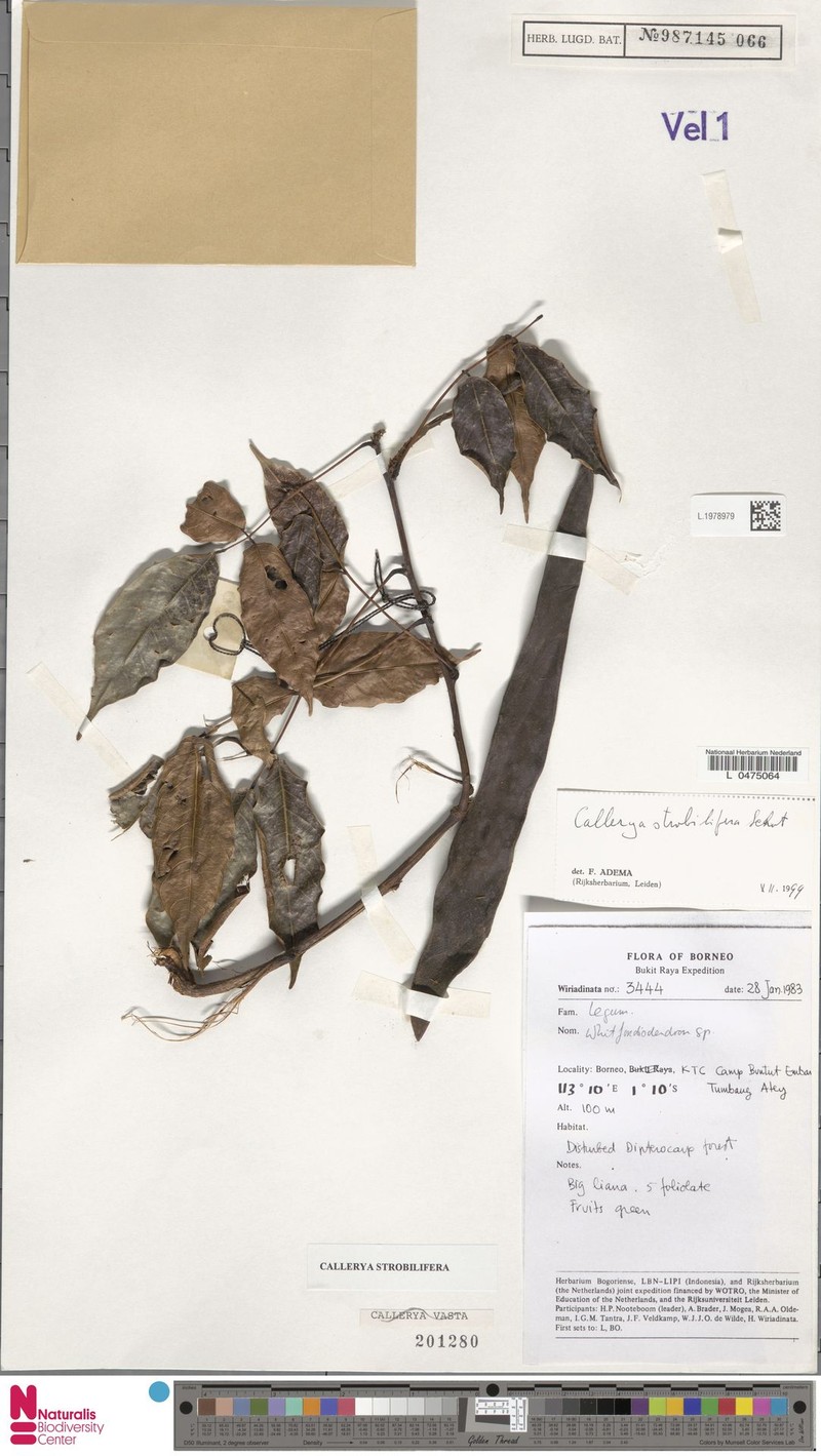 Serawaia strobilifera photo 3