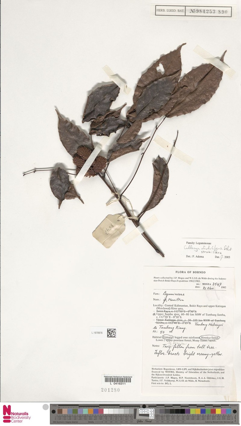 Serawaia strobilifera photo 4