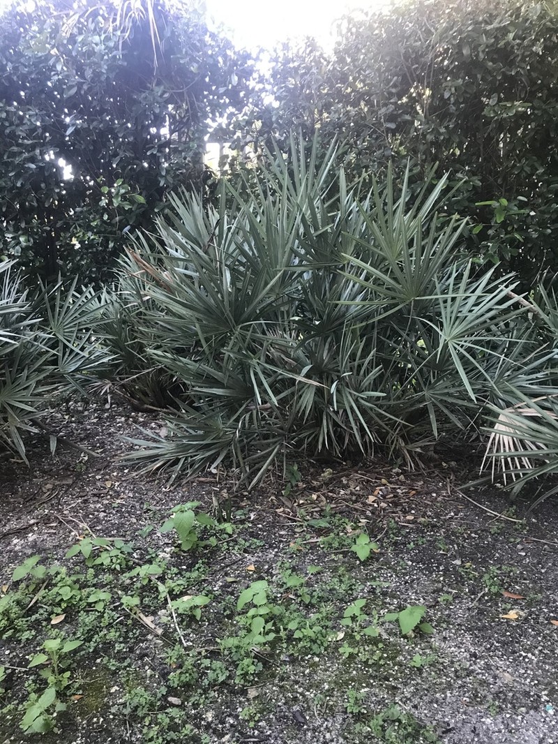 Saw Palmetto photo 6