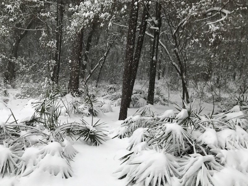 Saw Palmetto photo 7