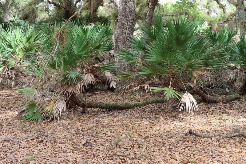 Saw Palmetto photo 8