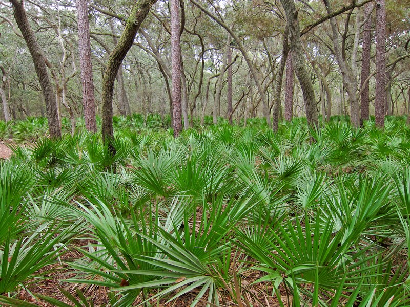 Saw Palmetto photo 4