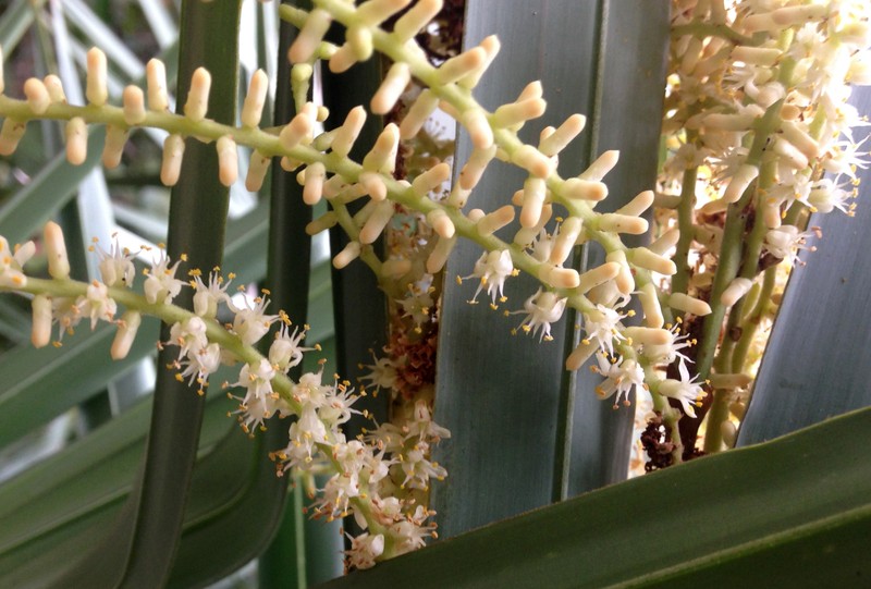 Saw Palmetto photo 5