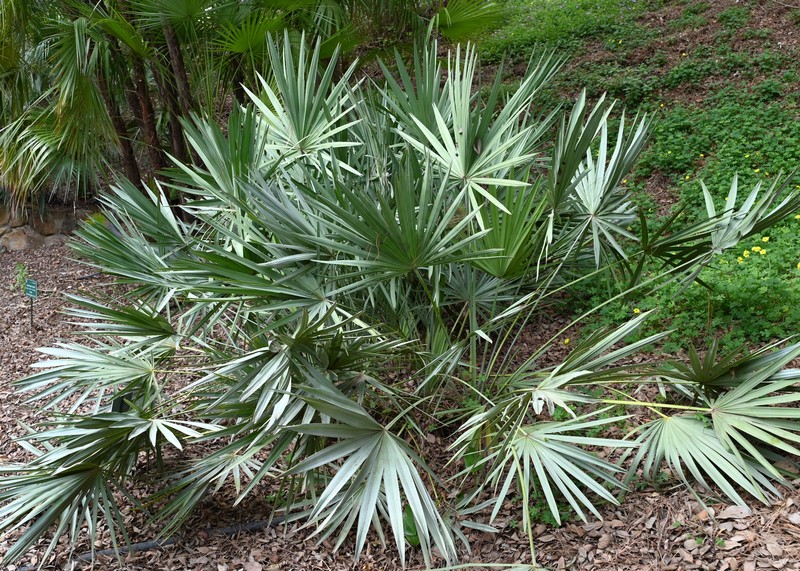 Saw Palmetto photo 2