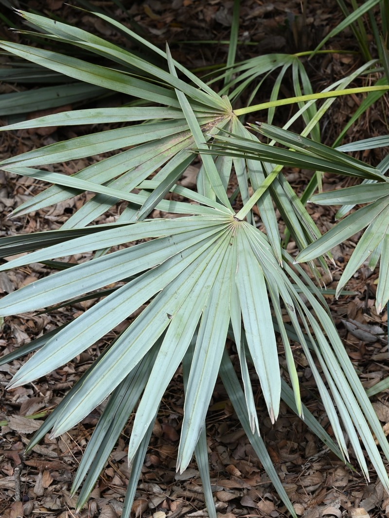 Saw Palmetto photo 3