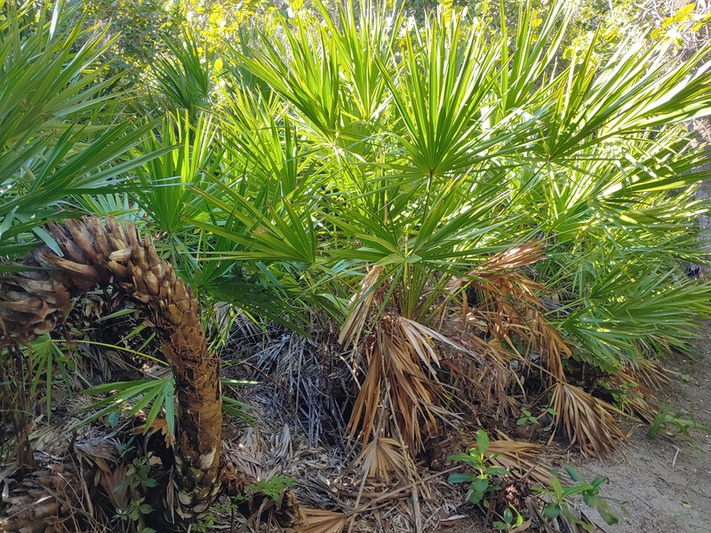 Saw Palmetto photo 6