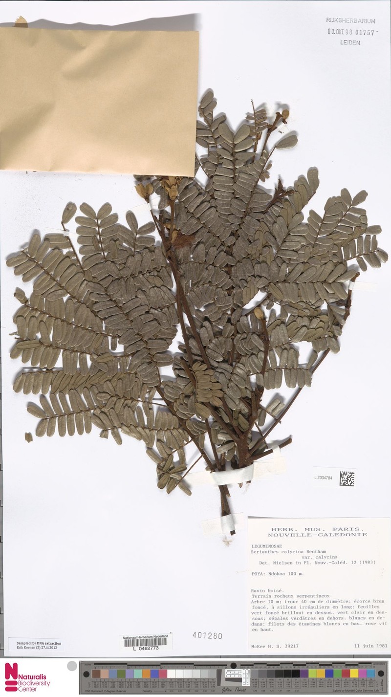Serianthes calycina var. calycina