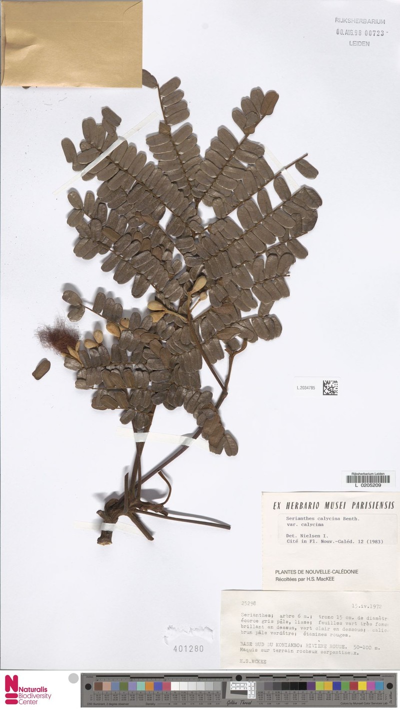 Serianthes calycina var. calycina photo 3