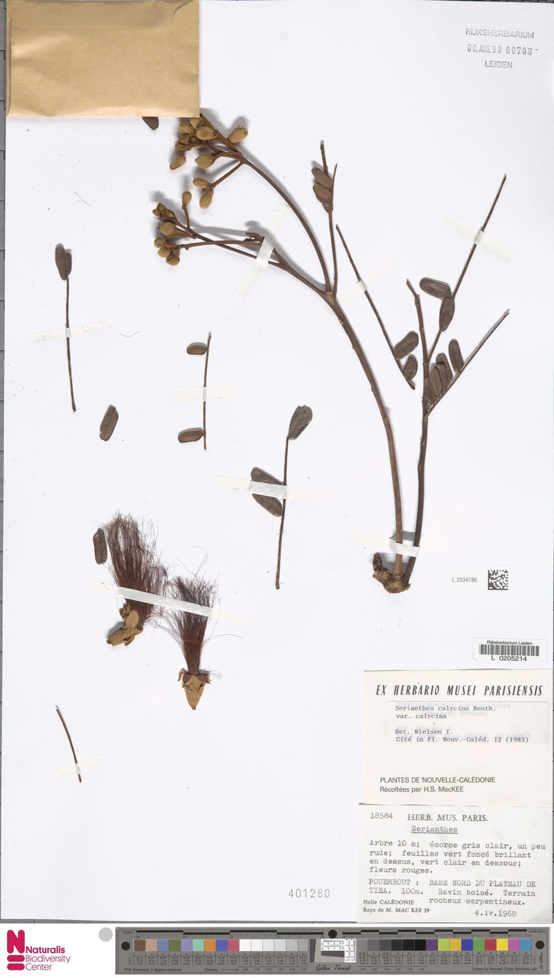 Serianthes calycina var. calycina photo 4