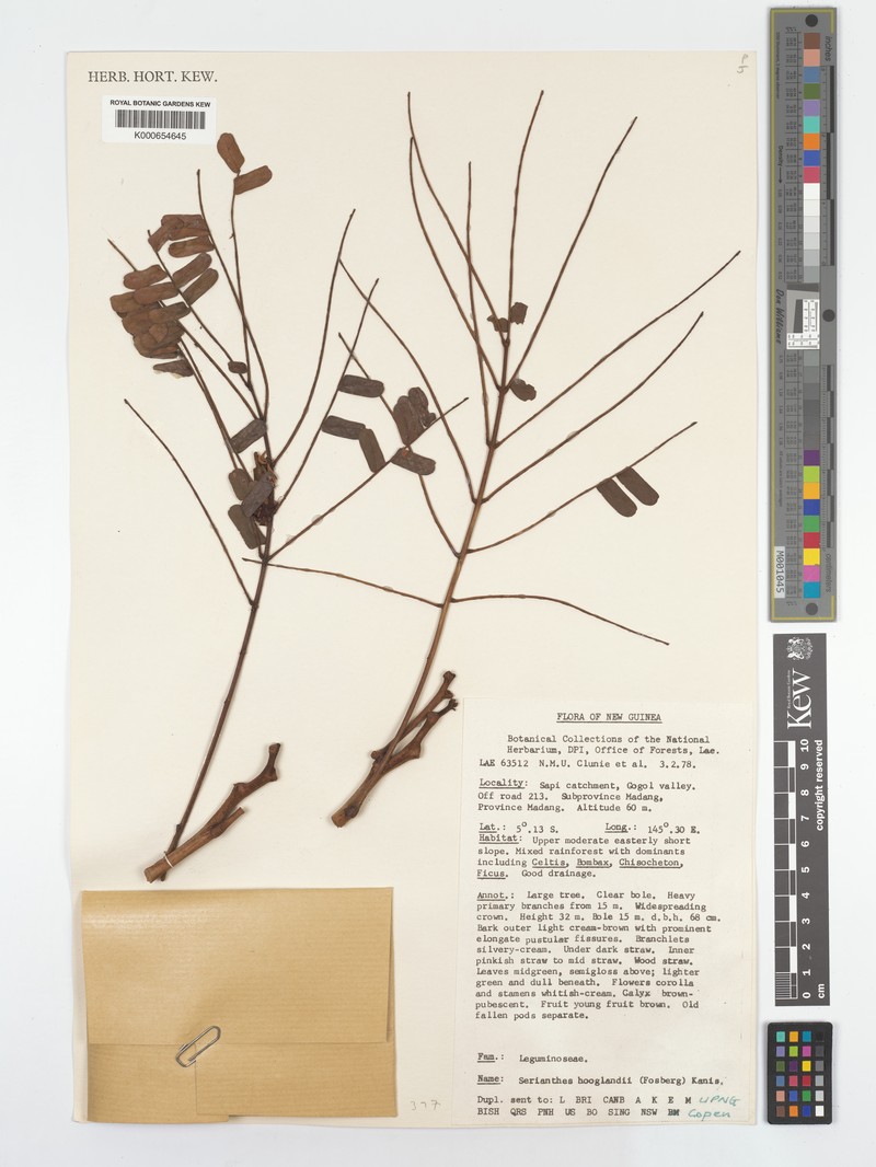 Serianthes hooglandii subsp. hooglandii