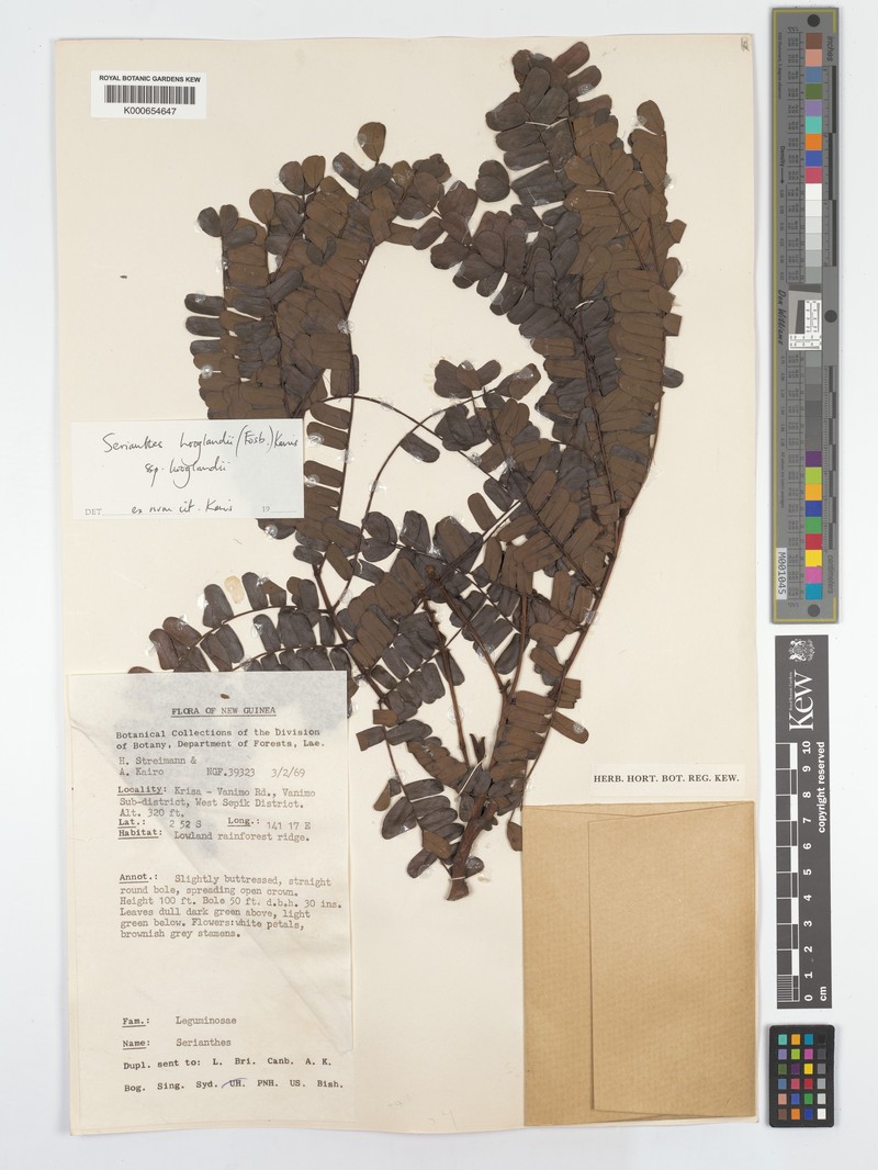 Serianthes hooglandii subsp. hooglandii photo 4