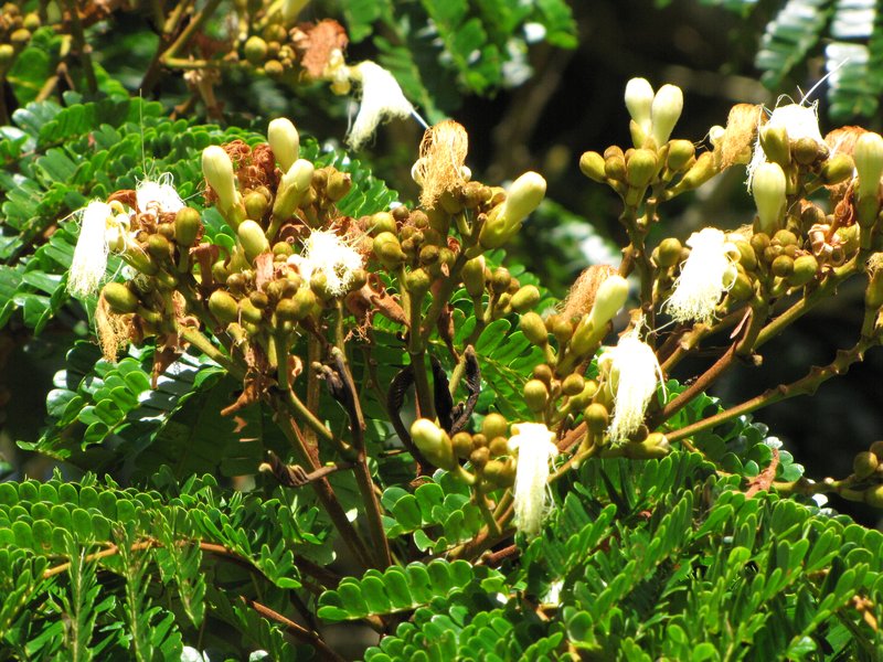 Kanehira's Serianthes photo 2