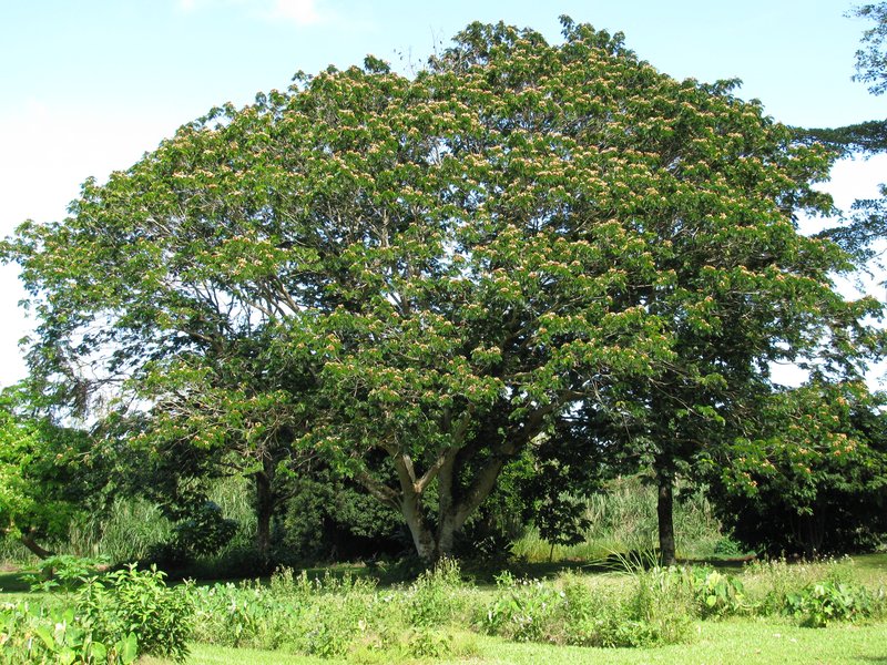 Kanehira's Serianthes