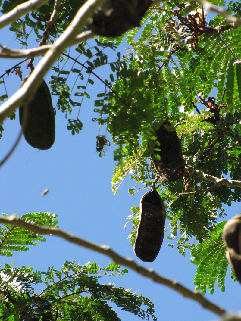 Kanehira's Serianthes photo 3
