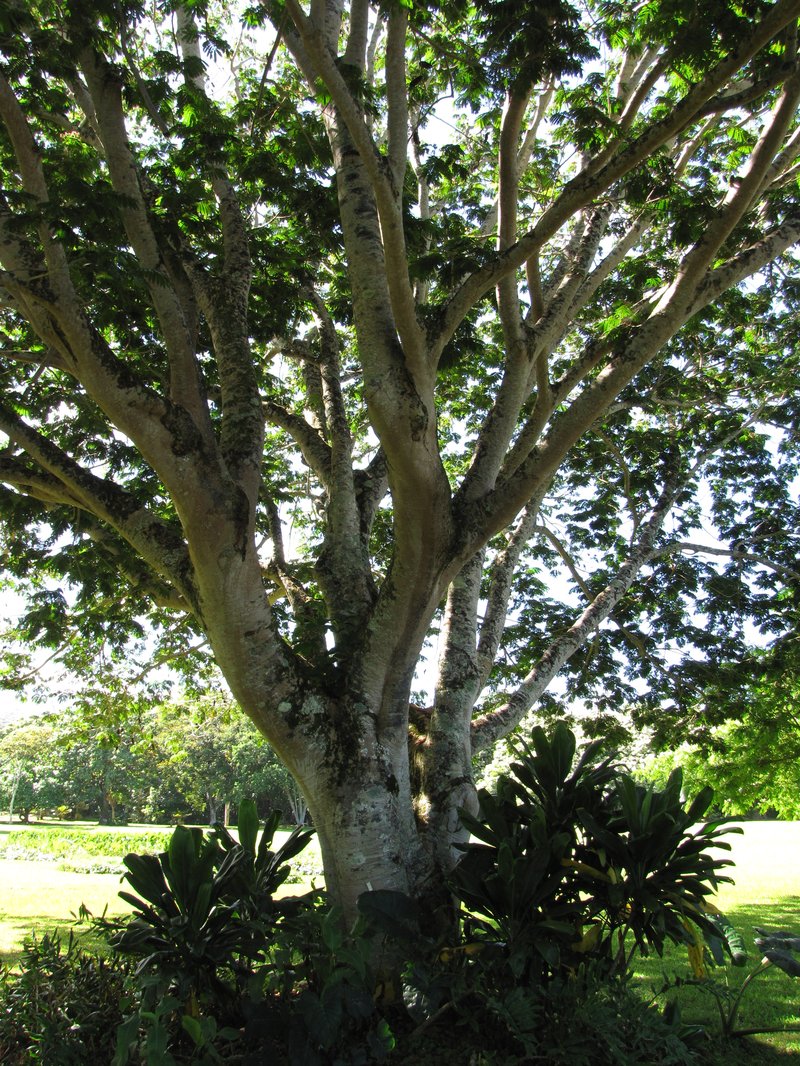Kanehira's Serianthes photo 5