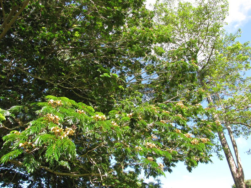 Kanehira's Serianthes photo 6