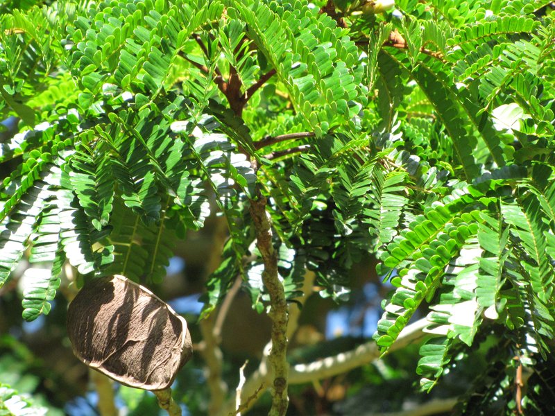 Kanehira's Serianthes photo 7