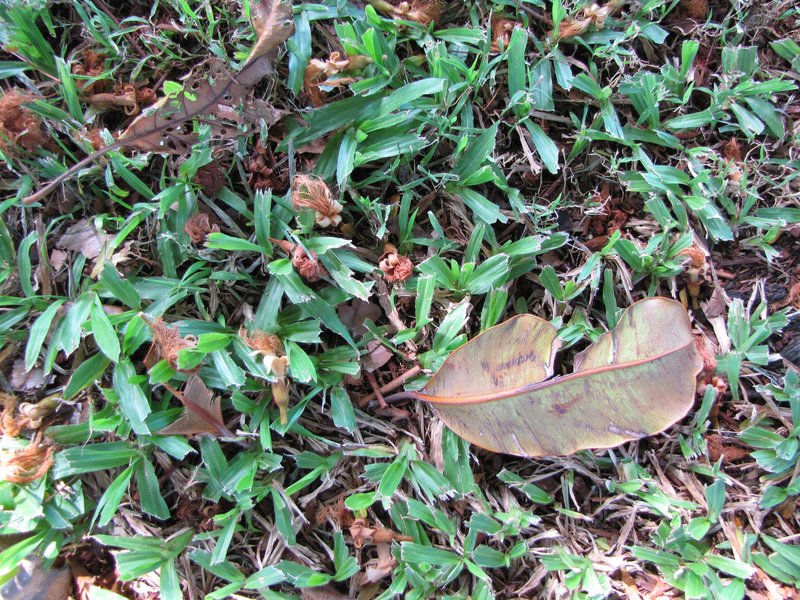 Kanehira's Serianthes photo 8