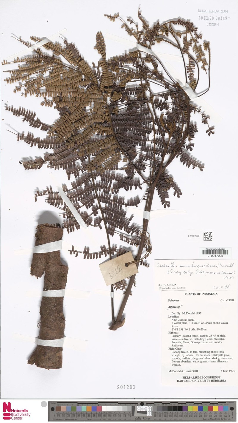 Serianthes minahassae subsp. minahassae
