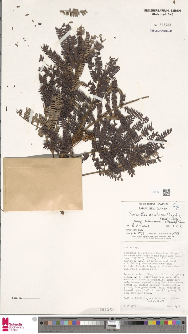Serianthes minahassae subsp. minahassae photo 4