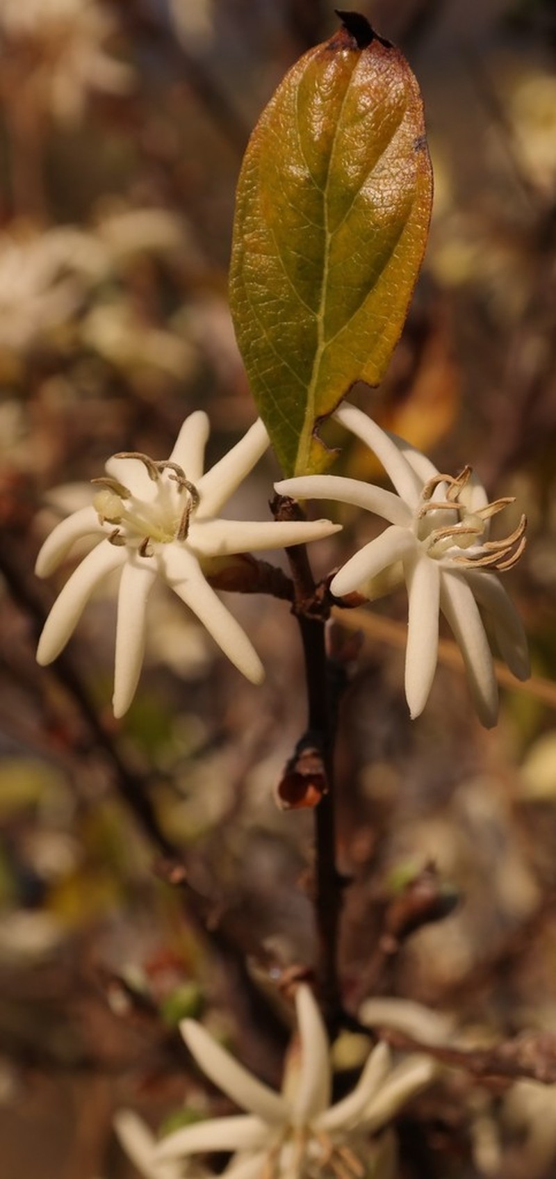 Sericanthe chimanimaniensis