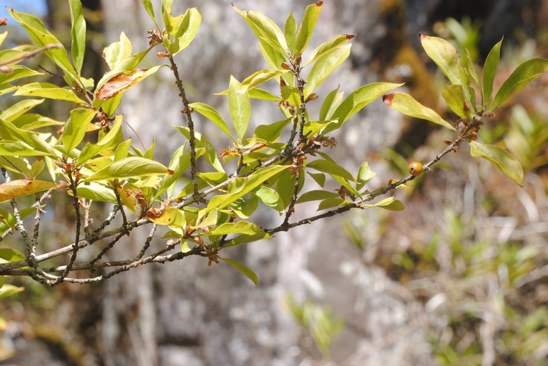 Sericanthe chimanimaniensis photo 2