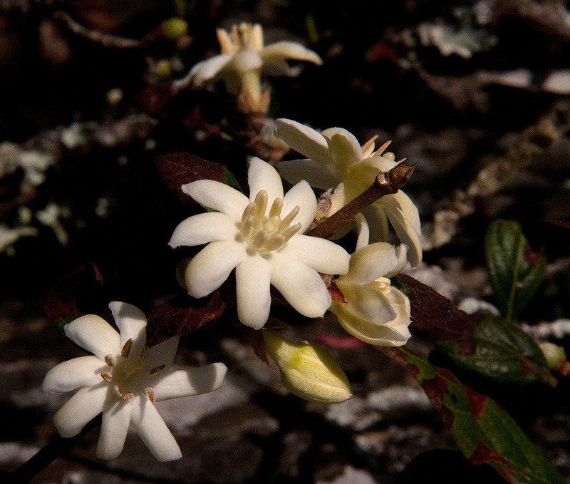 Sericanthe chimanimaniensis photo 3