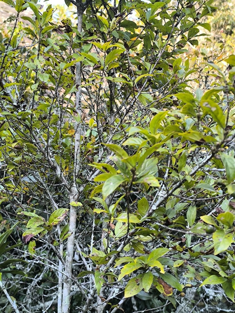 Sericanthe chimanimaniensis photo 4