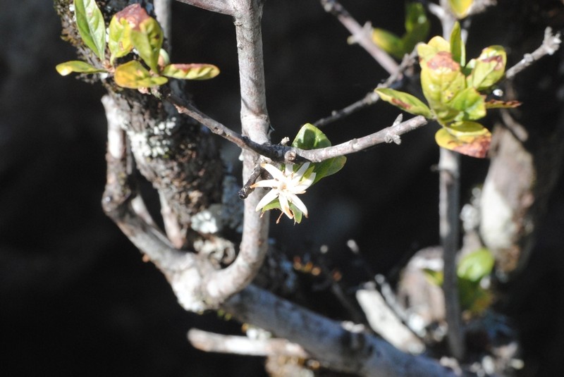 Sericanthe chimanimaniensis photo 5