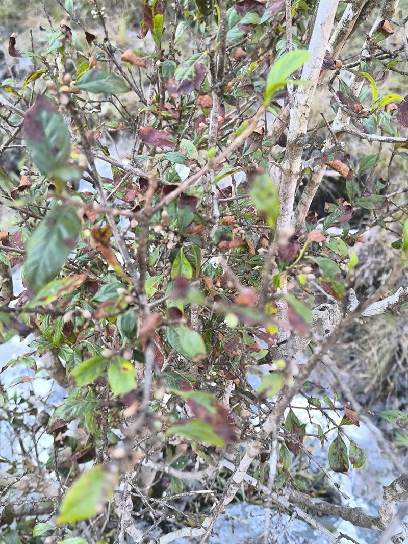 Sericanthe chimanimaniensis photo 6