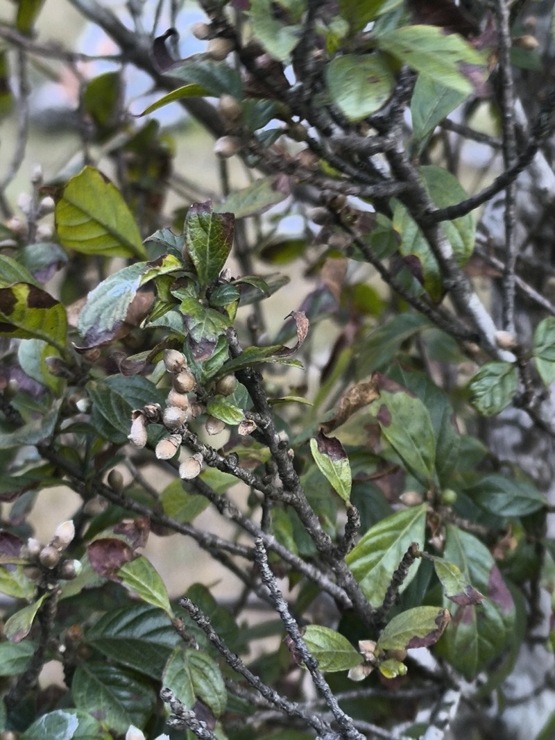 Sericanthe chimanimaniensis photo 7