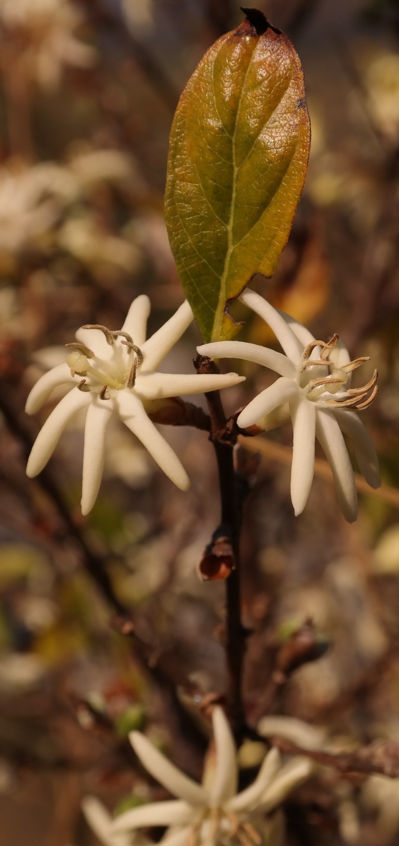 Sericanthe chimanimaniensis photo 8