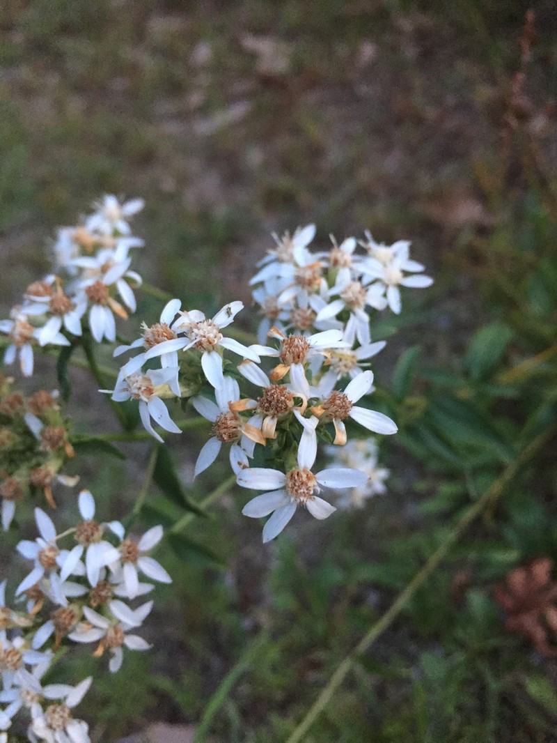 Toothed Whitetop Aster