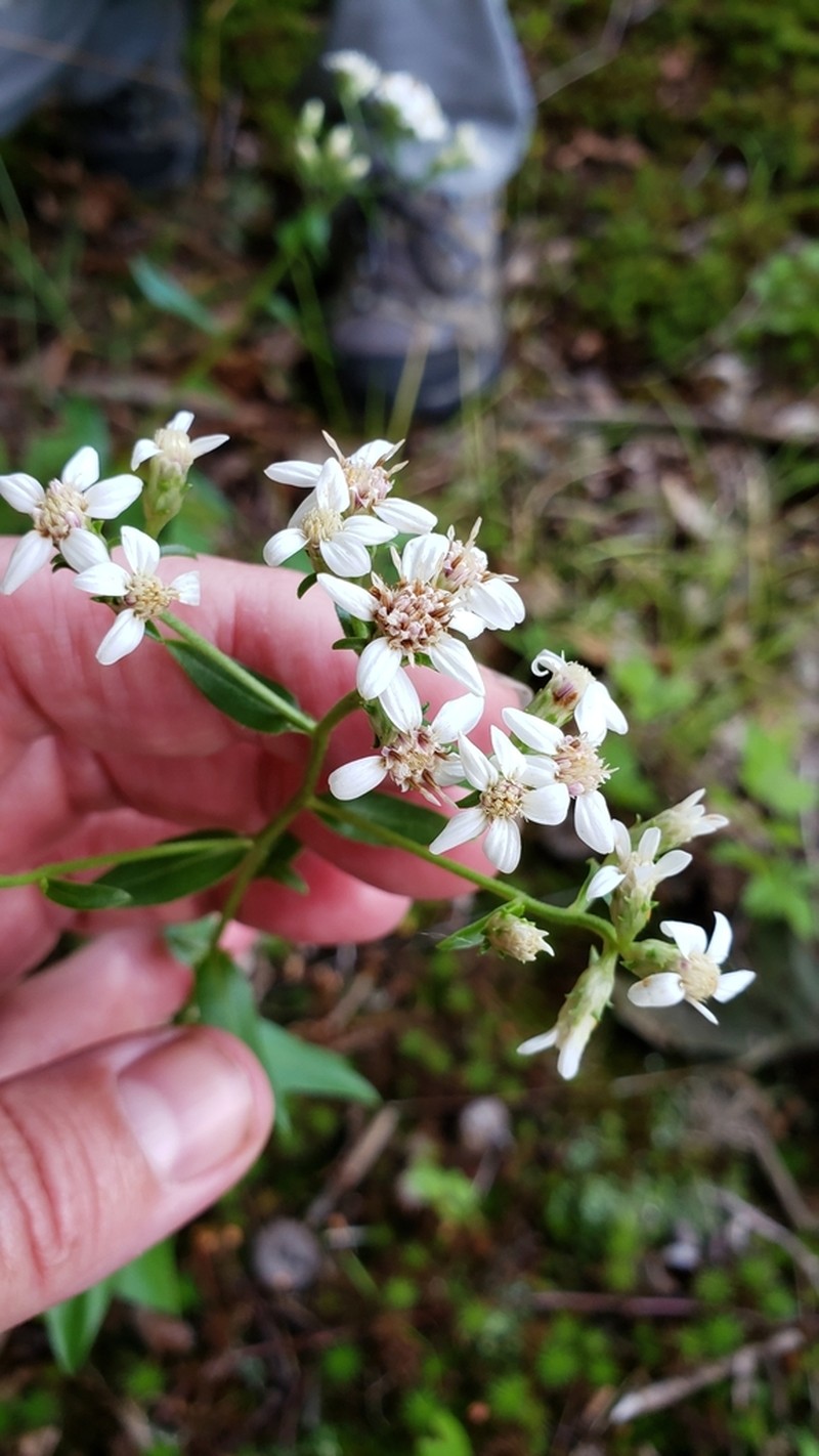 Toothed Whitetop Aster photo 2