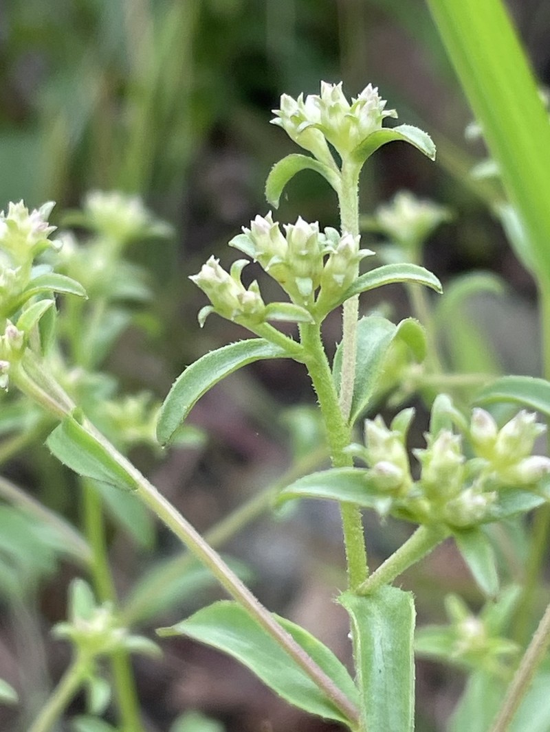 Toothed Whitetop Aster photo 3