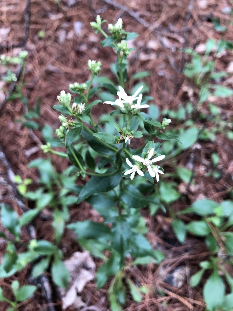 Toothed Whitetop Aster photo 4