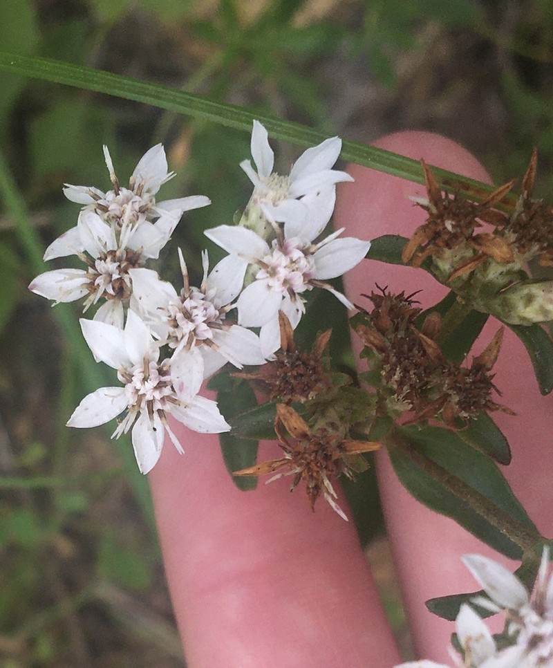 Toothed Whitetop Aster photo 5